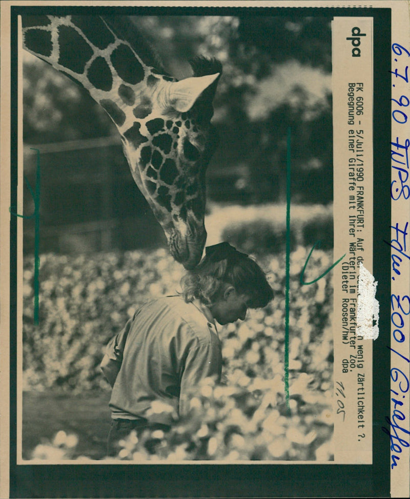 1990 MEET GIRAFFE HER WAITER FRANKFURT ZOO HEN AND - Vintage Photograph