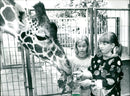 1992 JULIA KAISER AND TEN COMPETITION GIRAFFES STRETCHEN LINDA - Vintage Photograph