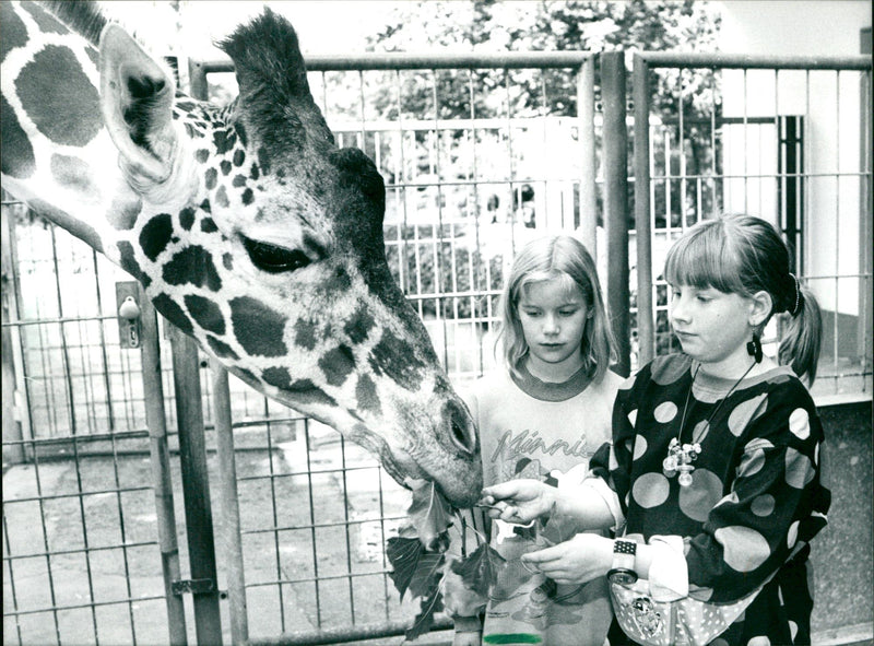 1992 JULIA KAISER AND TEN COMPETITION GIRAFFES STRETCHEN LINDA - Vintage Photograph