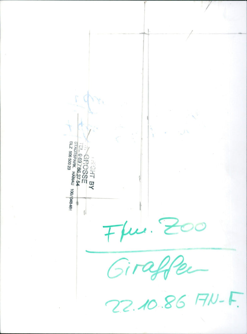 ZOO GIRAFFES TEL HANAU CITY PARK BLZ HEN GIRAFFE CLUB - Vintage Photograph