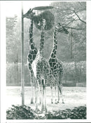 ZOO GIRAFFES TEL HANAU CITY PARK BLZ HEN GIRAFFE CLUB - Vintage Photograph