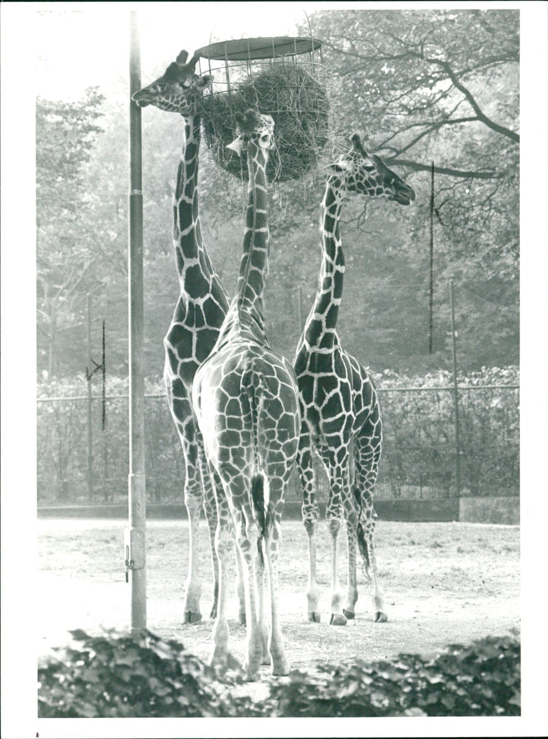 ZOO GIRAFFES TEL HANAU CITY PARK BLZ HEN GIRAFFE CLUB - Vintage Photograph
