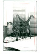 PLUS ZOO HEN AND ZOOHEN - Vintage Photograph