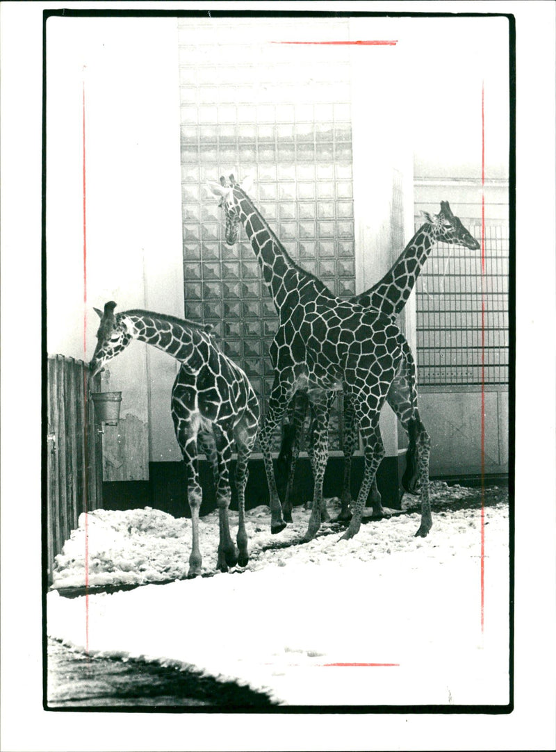 PLUS ZOO HEN AND ZOOHEN - Vintage Photograph