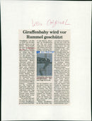 1994 FRANKFURT ZOOS GIRAFFE BABY PROTECTED RUMBLE OLD - Vintage Photograph