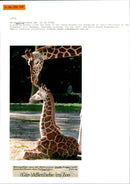 1999 GIRAFFE MONIQUE CLEANS HER THREEMONTH OLD ZOGLING FAHARI FRANKFURT LAMA - Vintage Photograph