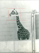 FFUU ZOO HEN FFUFUU HENHEN HENHENHEN HENHENHE - Vintage Photograph