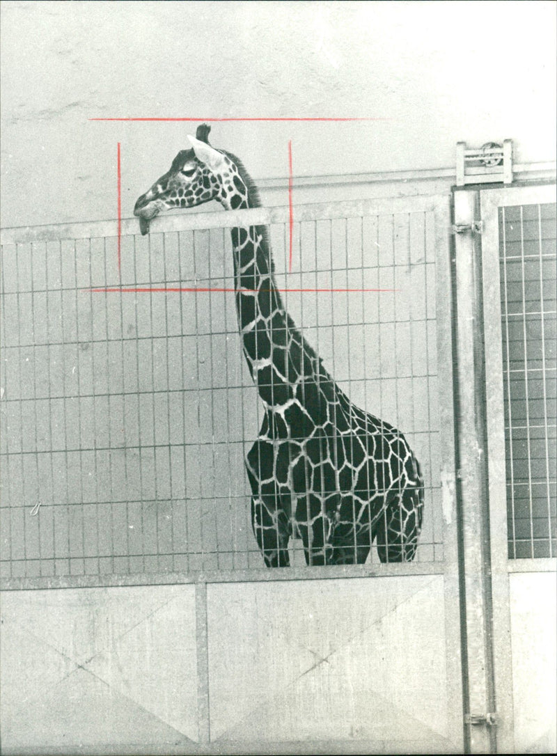 FFUU ZOO HEN FFUFUU HENHEN HENHENHEN HENHENHE - Vintage Photograph