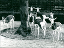 Zoo animals: gazelles - Vintage Photograph