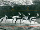 Zoo animals: gazelles - Vintage Photograph