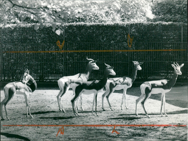 Zoo animals: gazelles - Vintage Photograph