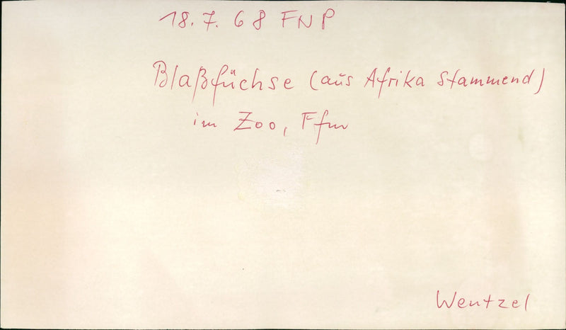 AFRICA ZOO FUN FNP BLUFFLICHSE YES SIN - Vintage Photograph