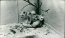 AFRICA ZOO FUN FNP BLUFFLICHSE YES SIN - Vintage Photograph