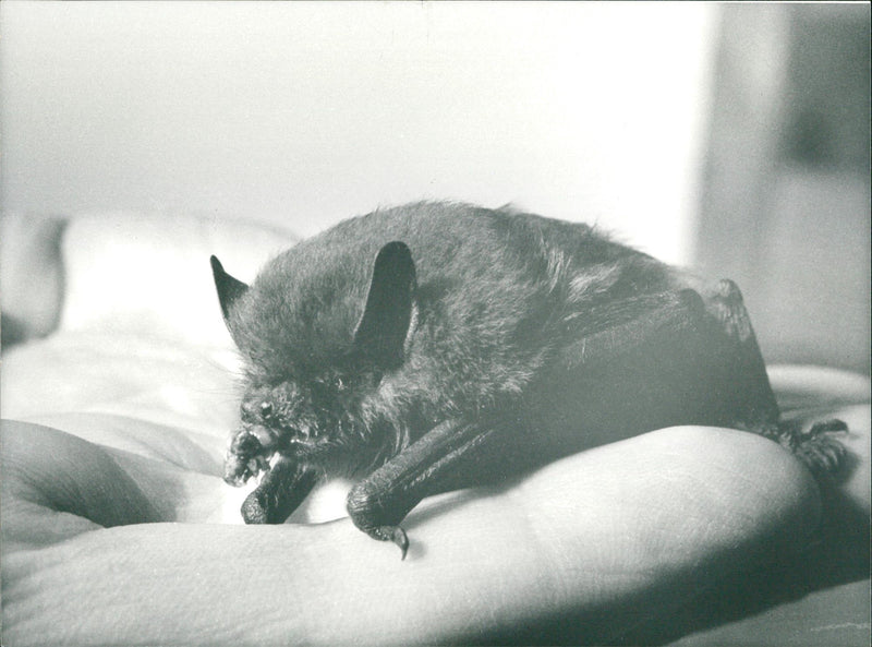 ANIMALS BATS ERNIL BATENA GERIG FFM ZOO - Vintage Photograph