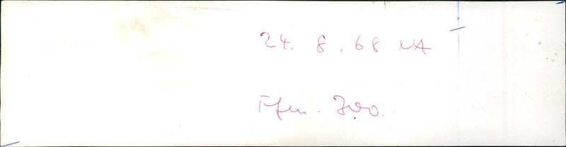 Tiger from Frankfurt Zoo - Vintage Photograph