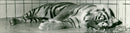 Tiger from Frankfurt Zoo - Vintage Photograph