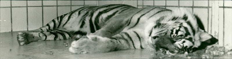 Tiger from Frankfurt Zoo - Vintage Photograph