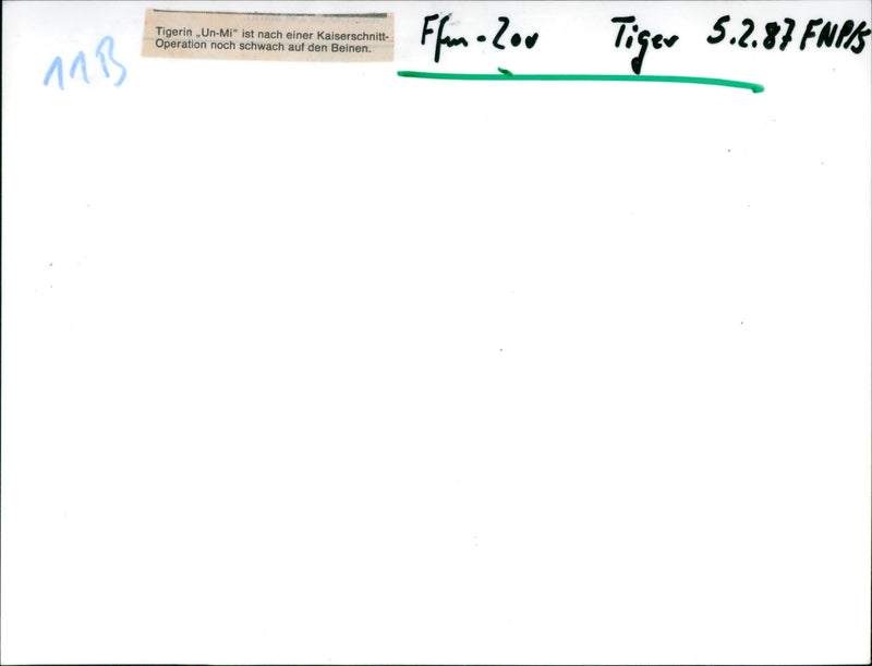 Tiger "Un-Mi" in the Frankfurt Zoo - Vintage Photograph