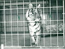 Tiger "Un-Mi" in the Frankfurt Zoo - Vintage Photograph