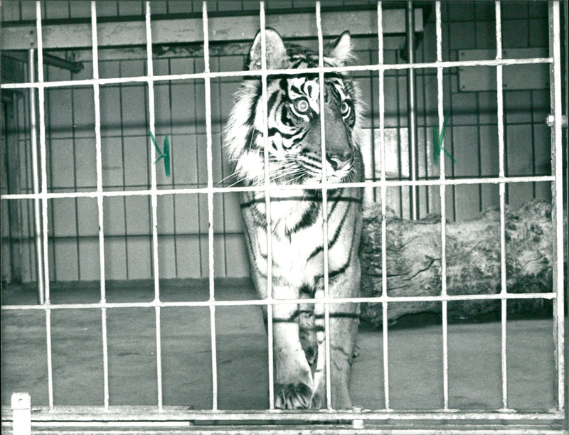 Tiger "Un-Mi" in the Frankfurt Zoo - Vintage Photograph