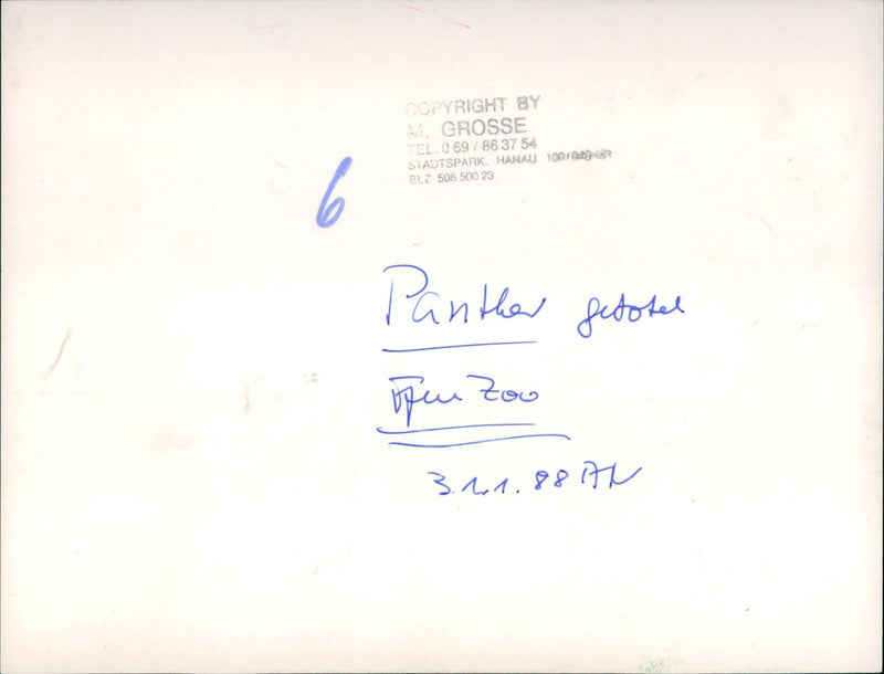 Panther - Vintage Photograph