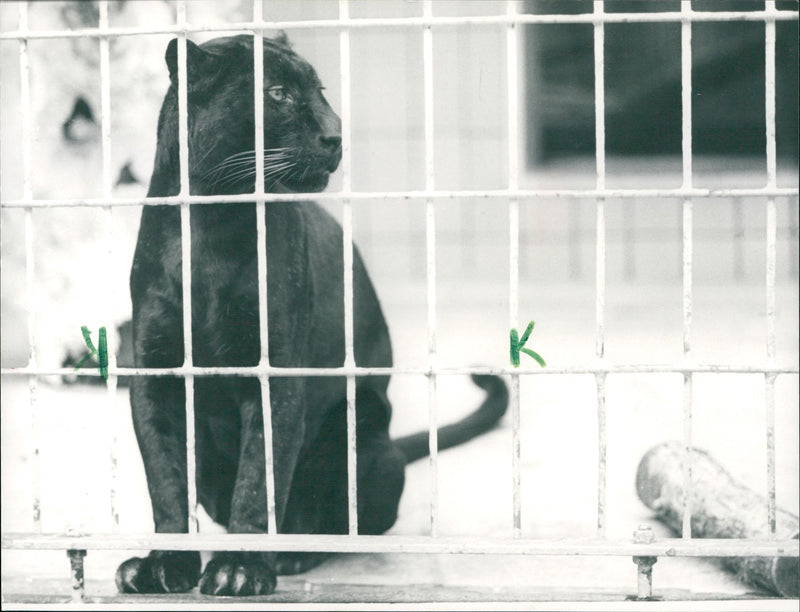 Panther - Vintage Photograph