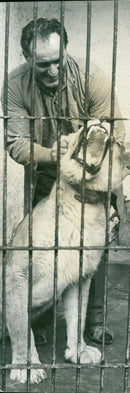 Man and lion - Vintage Photograph