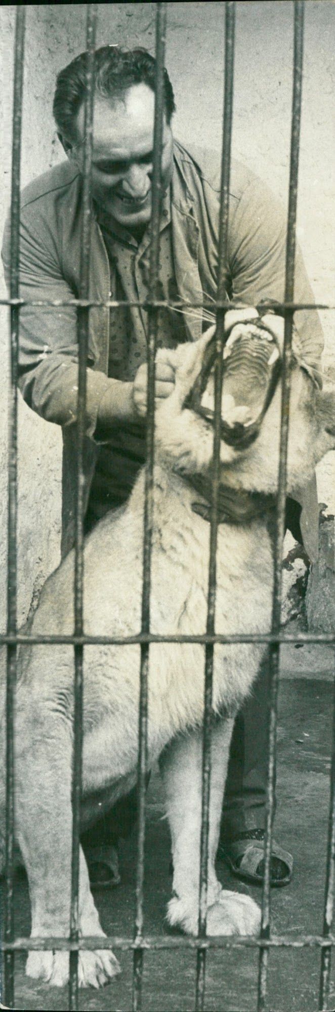 Man and lion - Vintage Photograph
