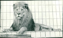 Lion "Leo" from the Frankfurt Zoo - Vintage Photograph