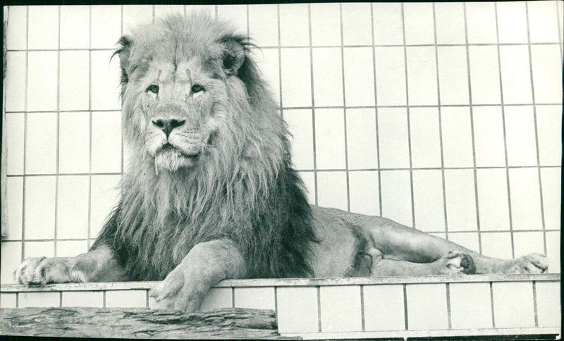 Lion "Leo" from the Frankfurt Zoo - Vintage Photograph