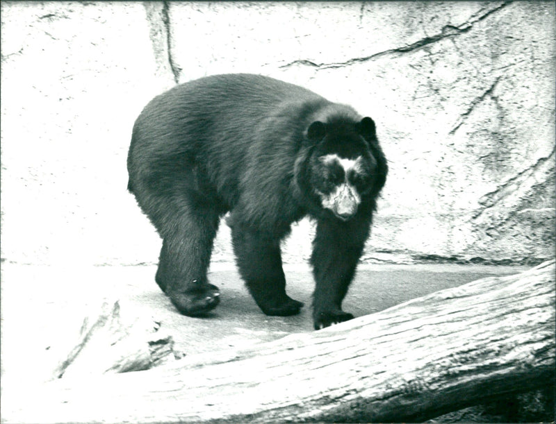 ANIMALS GOGGLES FIRE ZOO BAREN ZONE RIN LAS LIEDET FFM GOG - Vintage Photograph