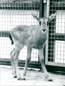 Sable antelope baby from the Frankfurt Zoo - Vintage Photograph