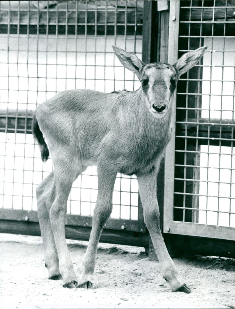Sable antelope baby from the Frankfurt Zoo - Vintage Photograph