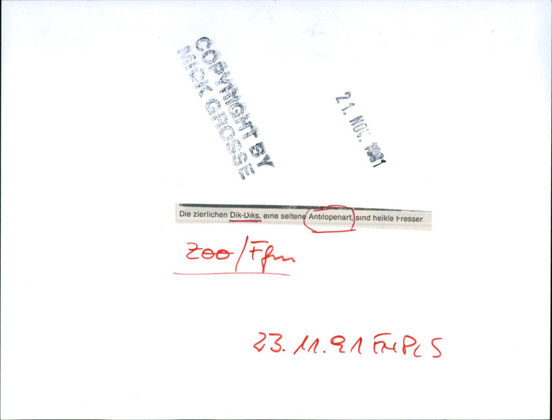 Dikdiks from the Frankfurt Zoo - Vintage Photograph