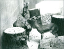 Dikdiks from the Frankfurt Zoo - Vintage Photograph