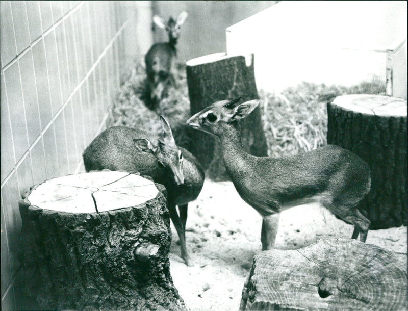 Dikdiks from the Frankfurt Zoo - Vintage Photograph