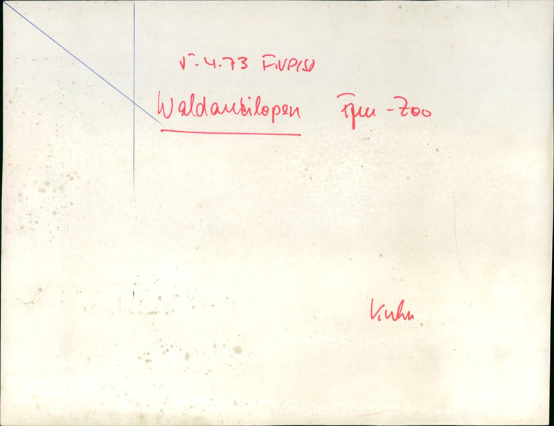 Antelopes from the Frankfurt Zoo - Vintage Photograph