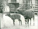 Antelopes from the Frankfurt Zoo - Vintage Photograph