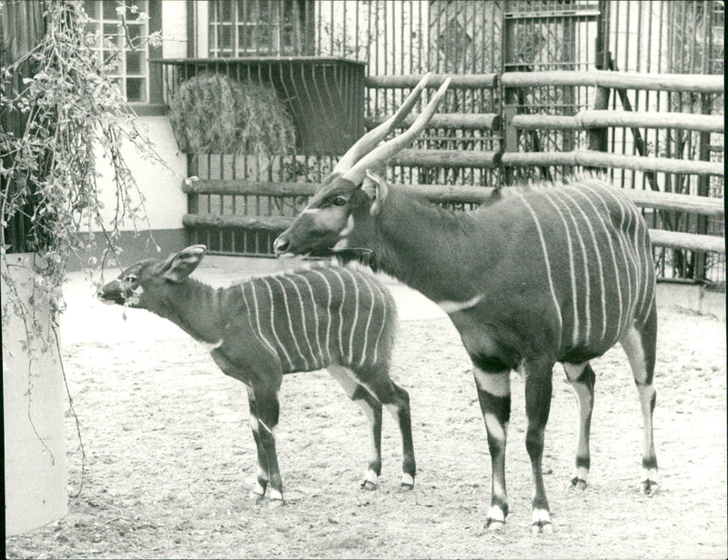 Antelopes from the Frankfurt Zoo - Vintage Photograph