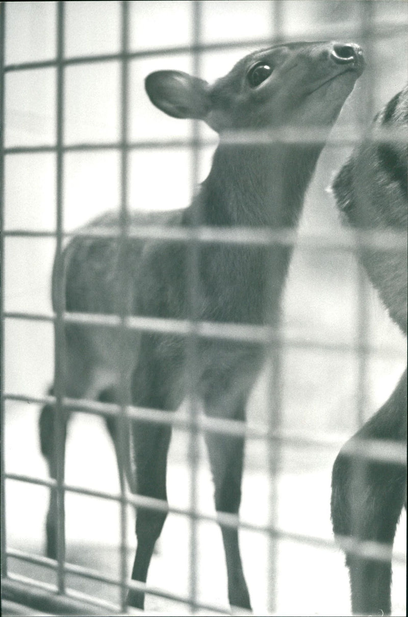 Antelopes from the Frankfurt Zoo - Vintage Photograph
