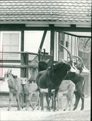 Antelopes from the Frankfurt Zoo - Vintage Photograph