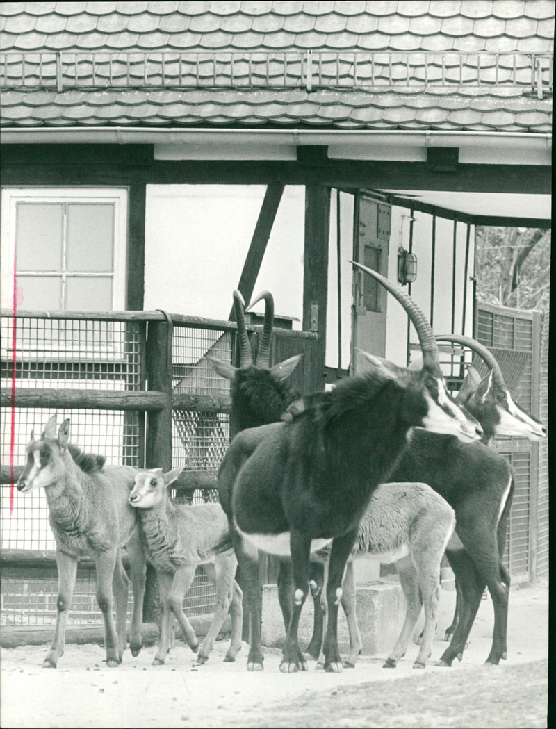 Antelopes from the Frankfurt Zoo - Vintage Photograph