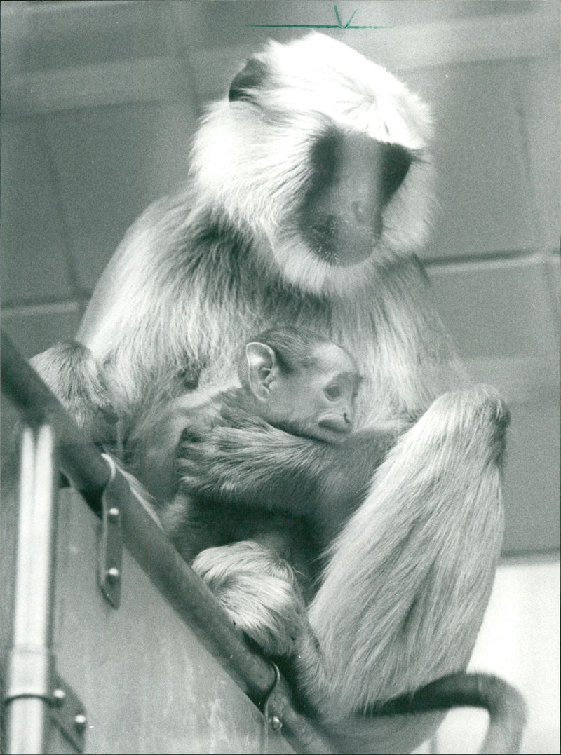 1987 ANIMALS MONKEYS HULMAN NAUN ZOO IIFFEN AUCRAN - Vintage Photograph