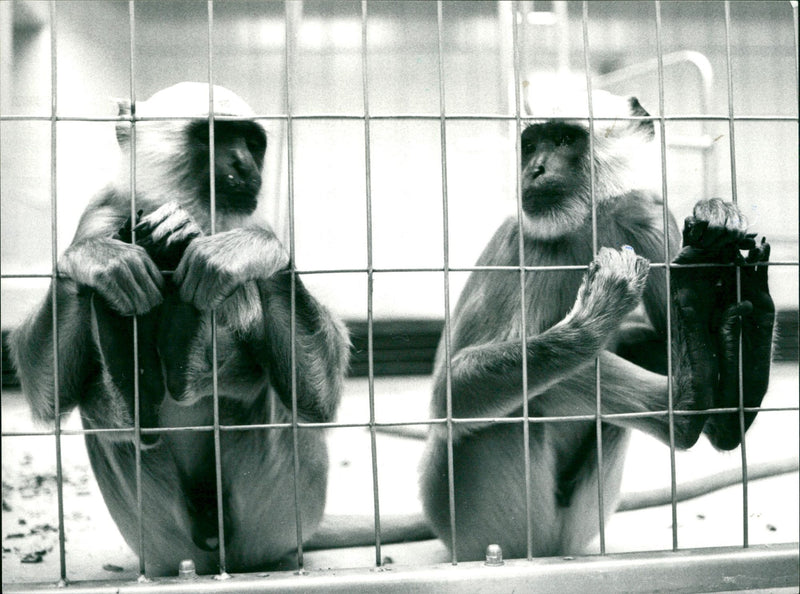 ZOO ANIMALS MONKEYS HULMAN FFM HULMANS - Vintage Photograph