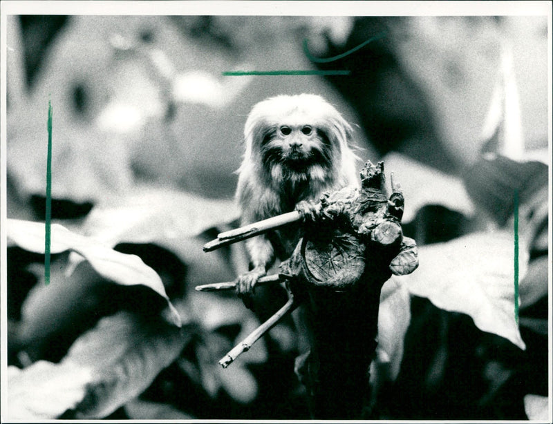 1989 AQUE LOWAALFSEN MONKEYS LOWENAFFCHEN DELOS DAFUR HAS FILM - Vintage Photograph