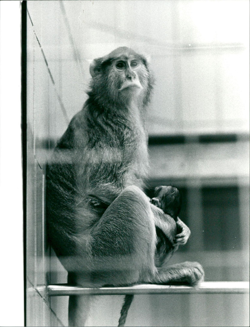 1987 ANIMALS HUSSARS AGEING FEE TUGGERS BUGLER FFM ZOO - Vintage Photograph