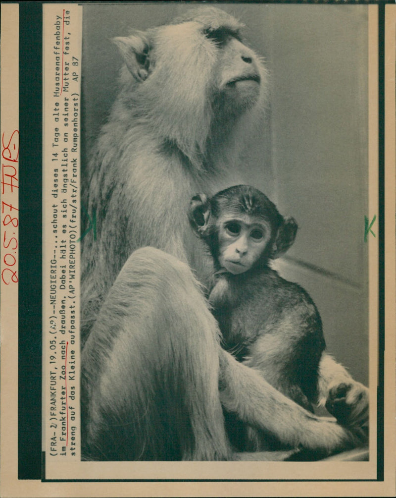 1987 ANIMALS HUSSARS DAY OLD HUSSAR MONKEY BABY FRANKFURT ZOO LOOKS OUT - Vintage Photograph