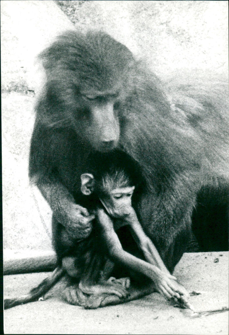 1972 PRESSEPOTOGRAPH FRANKFUD AIN PARIQUE NILS FME - Vintage Photograph