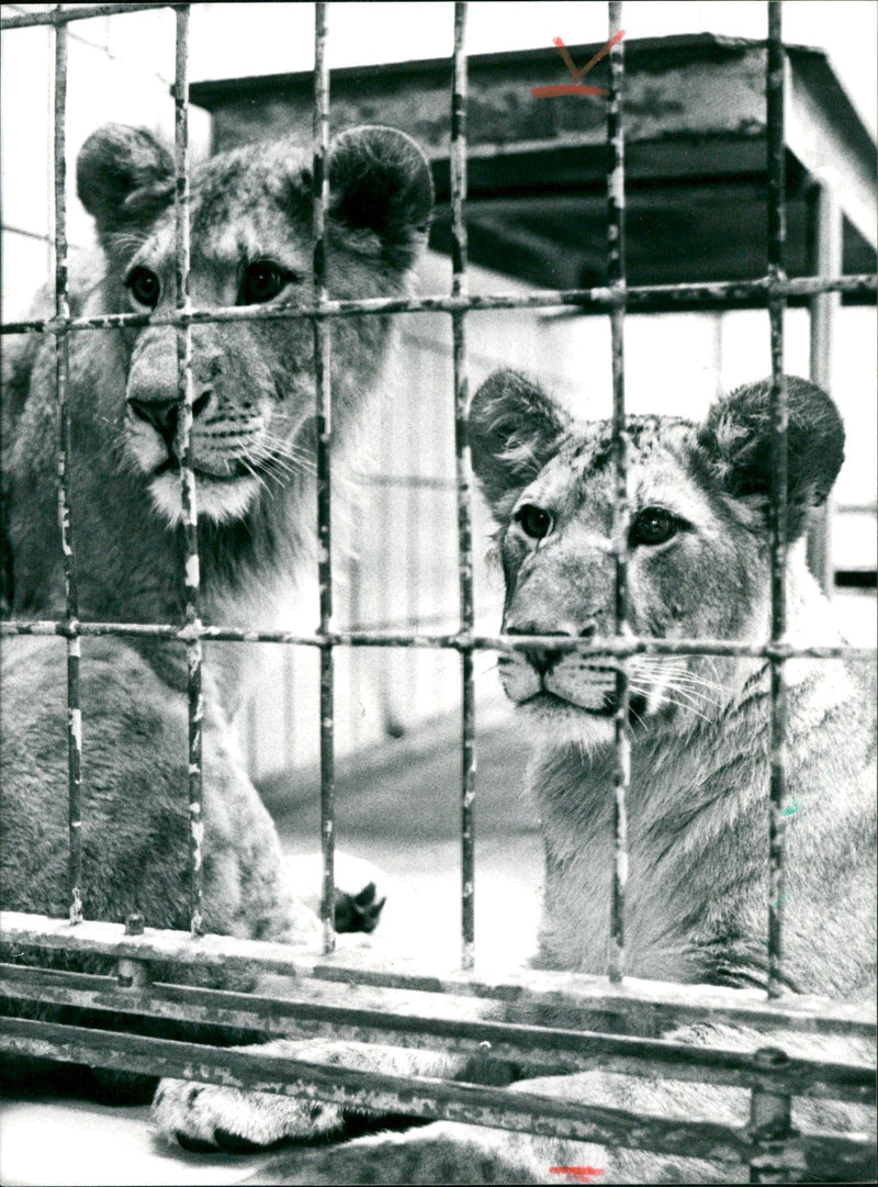 1986 CATS ANIMALS LOWEN FRIEDBERGER STR ACCOUNT STADTSPAR FRANKFURT JSOU - Vintage Photograph