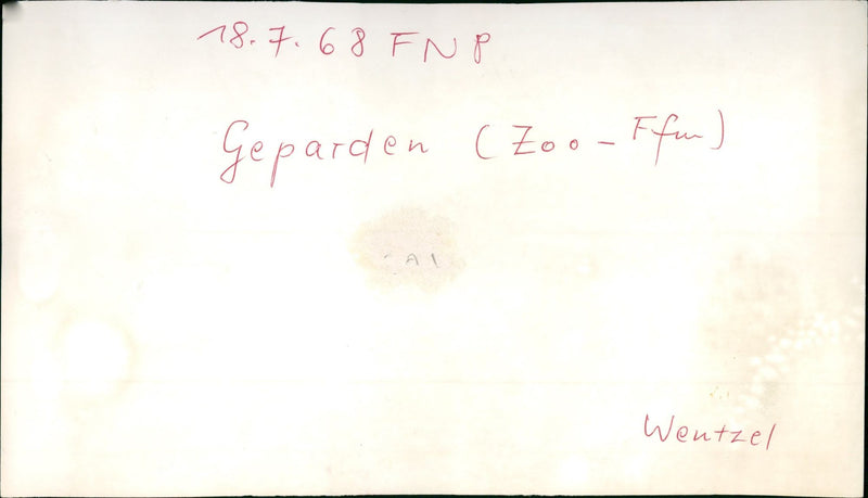 Cheetahs in Frankfurt Zoo (1968) - Vintage Photograph